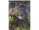 Lot 3 Burtons Rd, Orange Hill QLD 4455