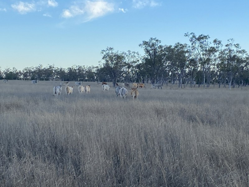 1850 Blue Hills Road, Tingun QLD 4455