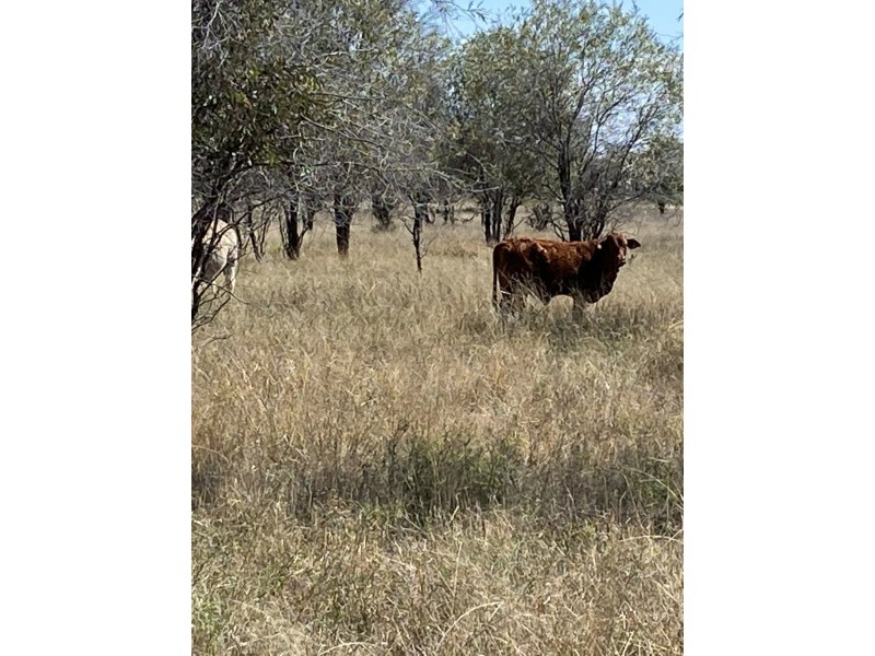 102 Houston Road, Wallumbilla QLD 4428