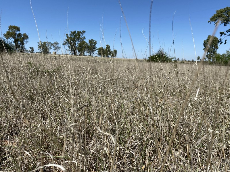 502 Bungeworgorai Lane, Dargal Road QLD 4455