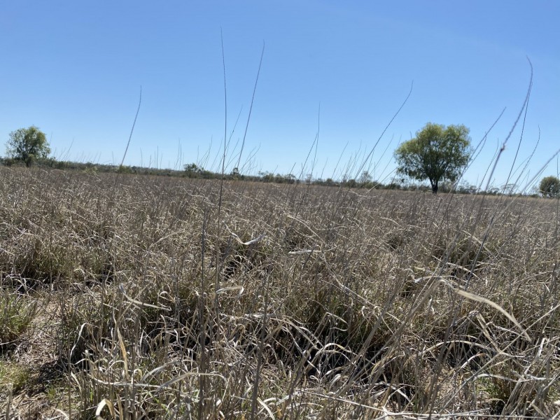 502 Bungeworgorai Lane, Dargal Road QLD 4455