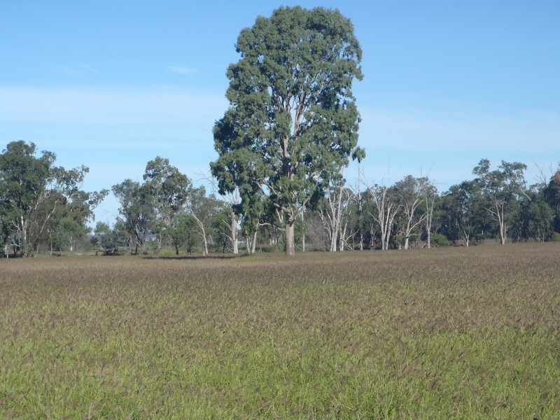 149 Swans Road, Wallumbilla QLD 4428