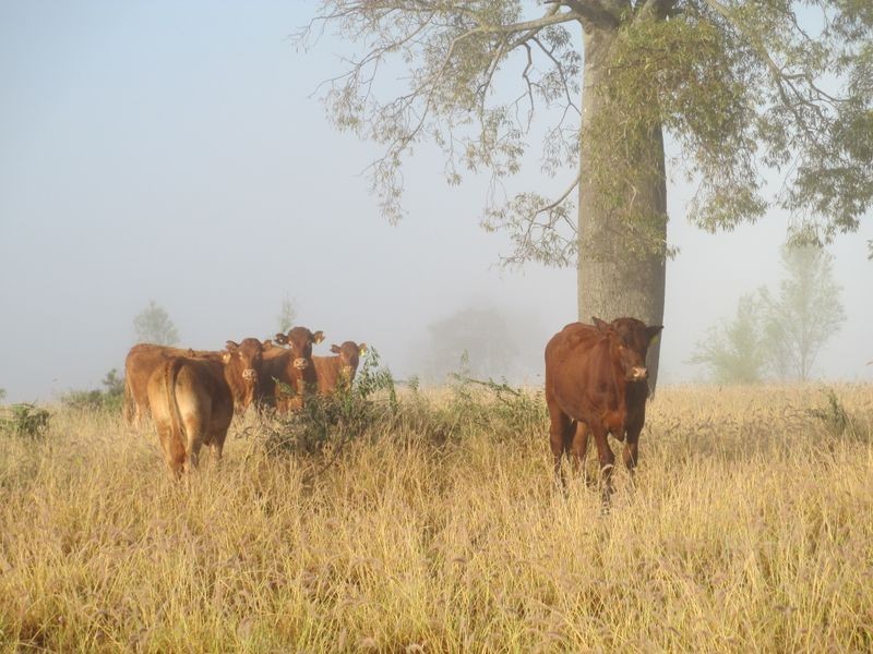 Goldsborough Road, Roma QLD 4455