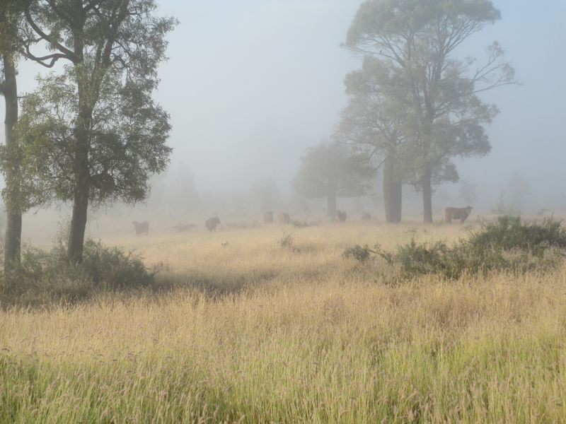 Goldsborough Road, Roma QLD 4455