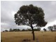, Roma QLD 4455