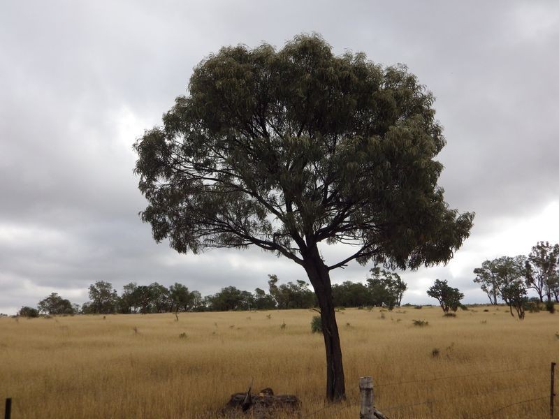 , Roma QLD 4455