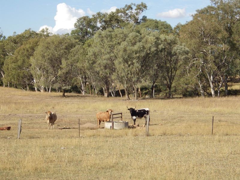 Carnarvon Developmental Road, Injune QLD 4454