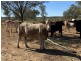 14677 Charleville-Bollon Road, Morven QLD 4468