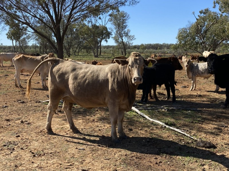 14677 Charleville-Bollon Road, Morven QLD 4468