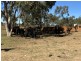 14677 Charleville-Bollon Road, Morven QLD 4468