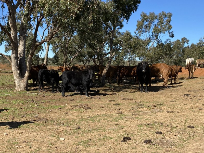 14677 Charleville-Bollon Road, Morven QLD 4468