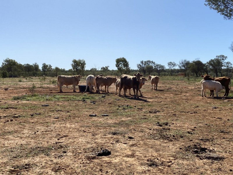 14677 Charleville-Bollon Road, Morven QLD 4468