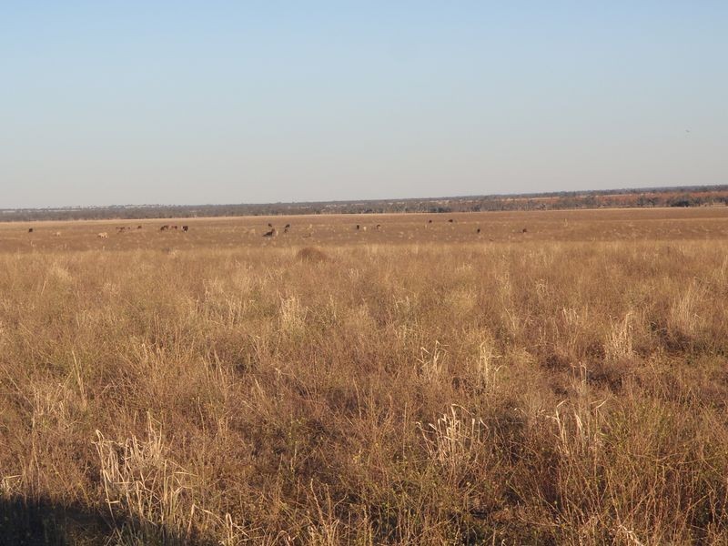 Henzell Lane, Roma QLD 4455