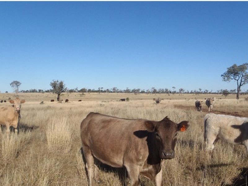MT Abundance Road, Roma QLD 4455