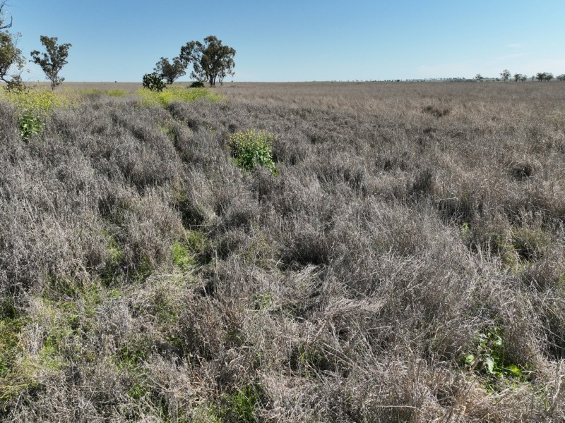 91B Hodgson Lane North, Roma QLD 4455