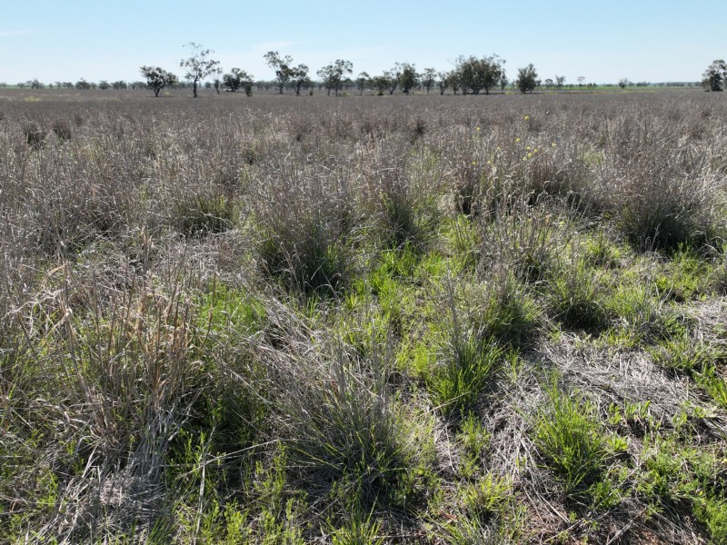 91B Hodgson Lane North, Roma QLD 4455