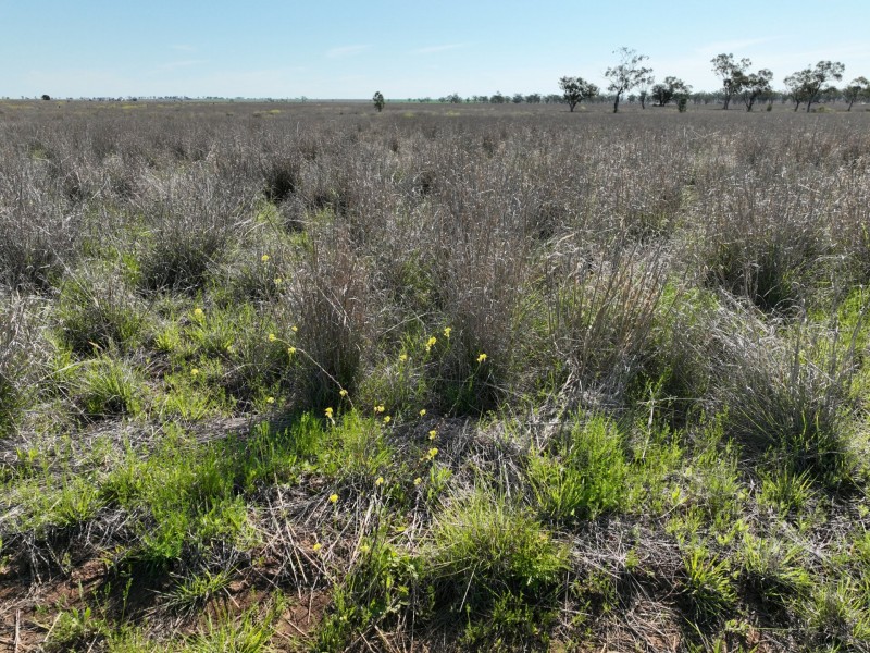 91B Hodgson Lane North, Roma QLD 4455