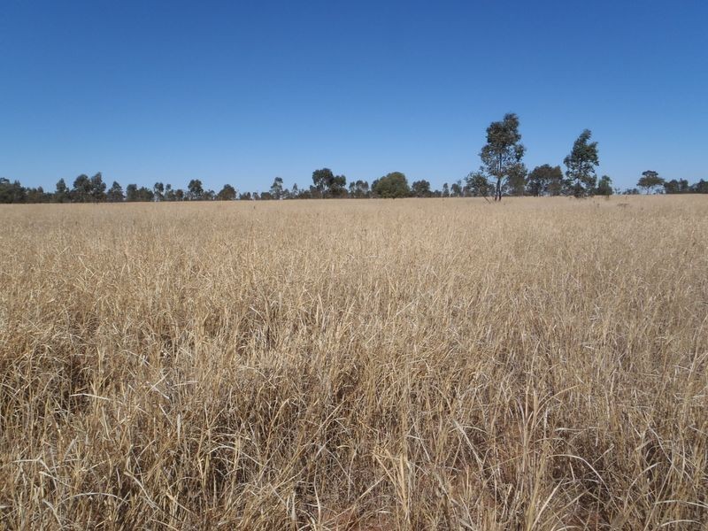 Fenton Gunnindaddy Road, Mungindi NSW 2406