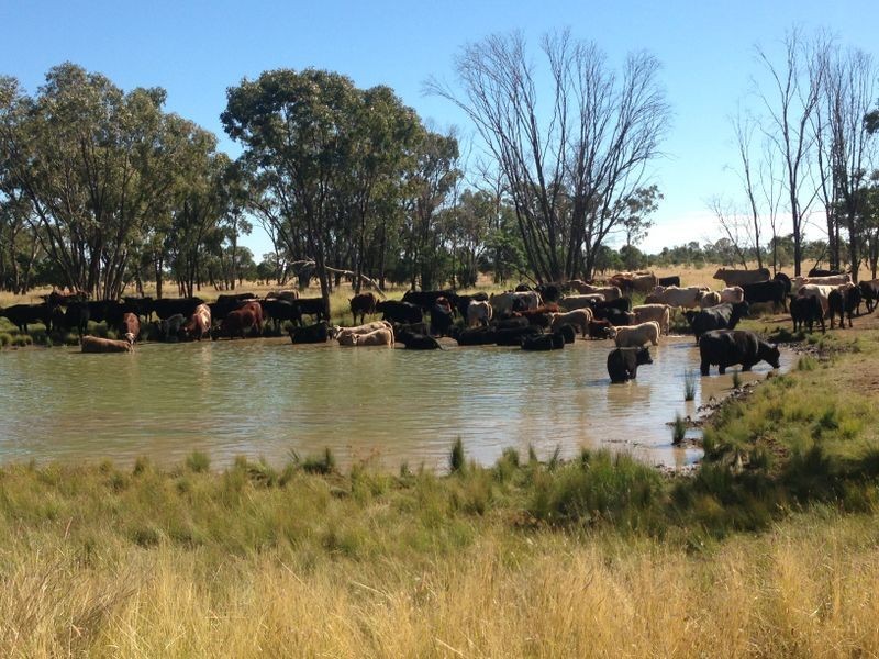 Fenton Gunnindaddy Road, Mungindi NSW 2406
