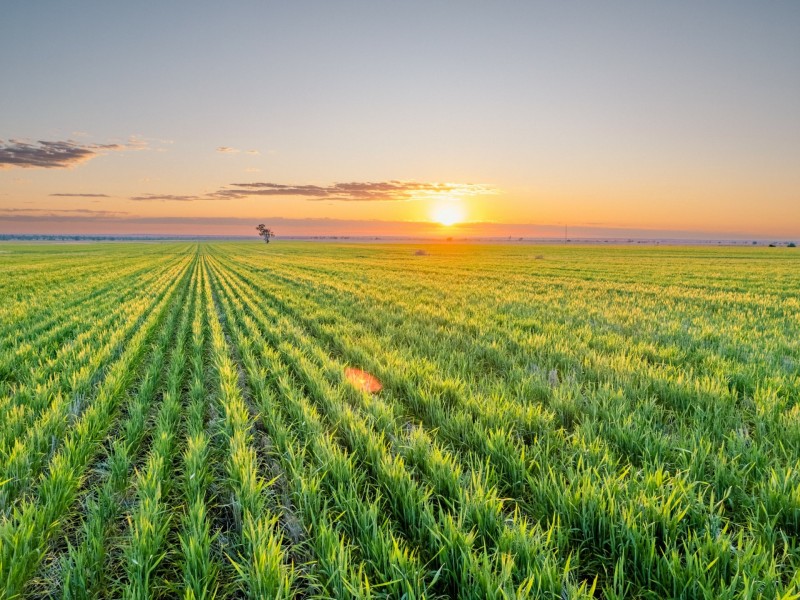 996 Surat Development Road, Surat QLD 4417