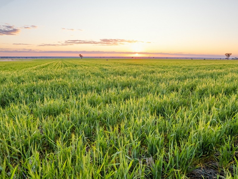 996 Surat Development Road, Surat QLD 4417