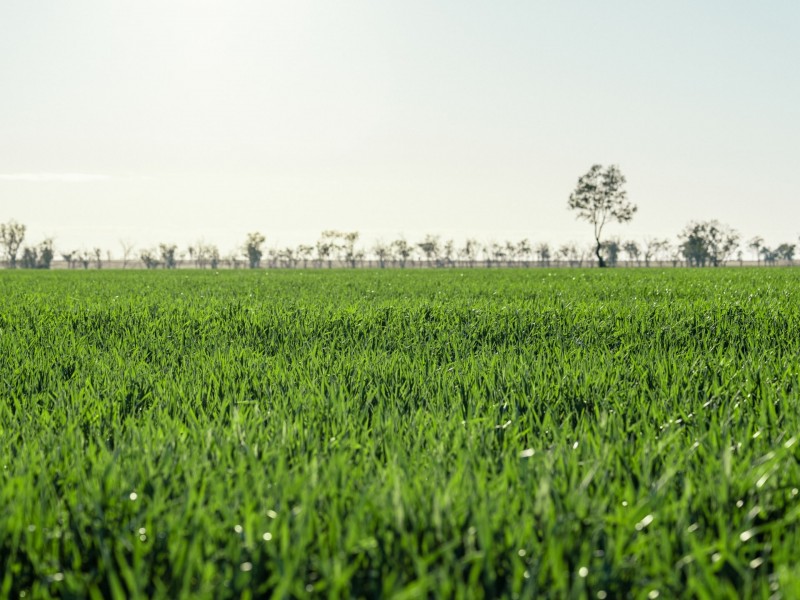 996 Surat Development Road, Surat QLD 4417