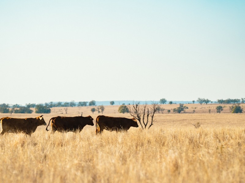 996 Surat Development Road, Surat QLD 4417