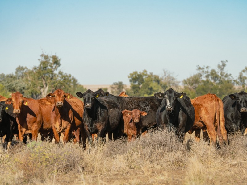 996 Surat Development Road, Surat QLD 4417