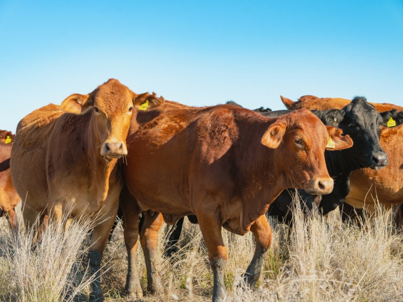 996 Surat Development Road, Surat QLD 4417