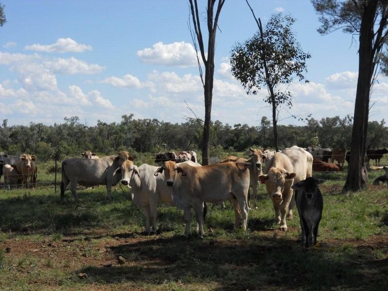 8076 Bollon Road, Mitchell QLD 4465