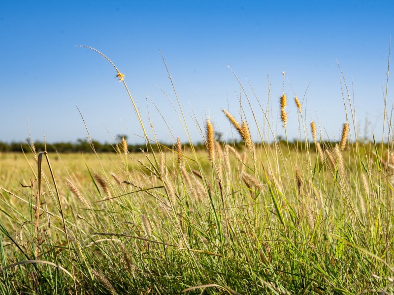 300 Bindango Road, Roma QLD 4455