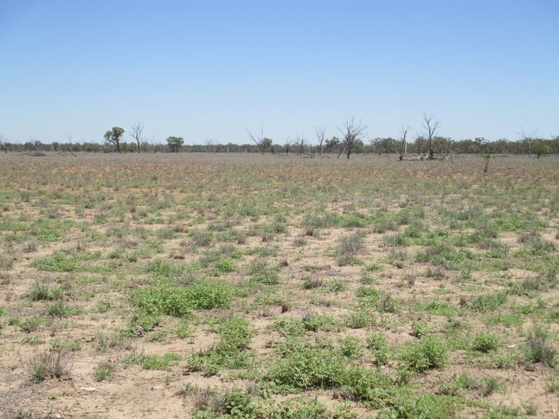 RIVERVIEW, Charleville QLD 4470