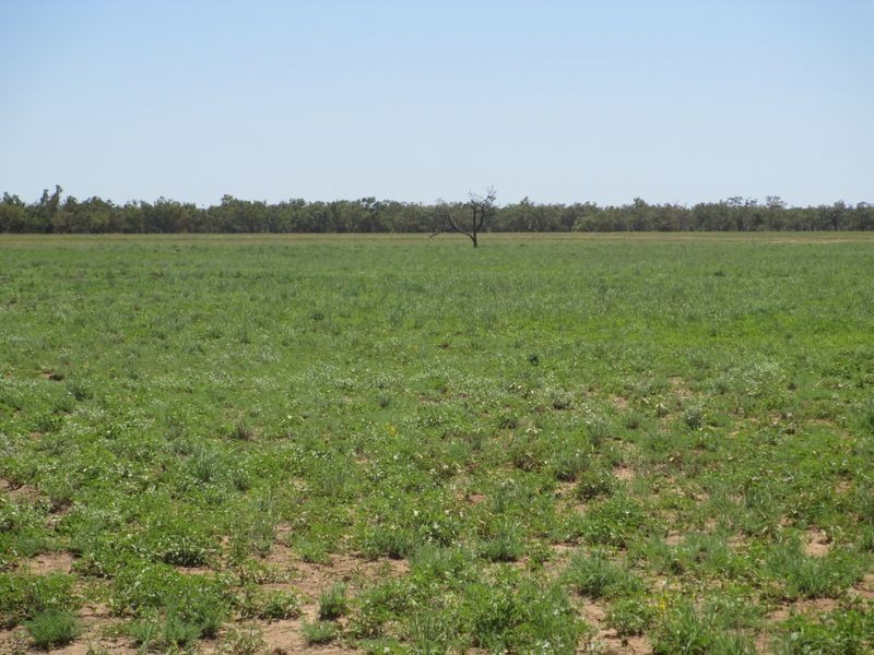 RIVERVIEW, Charleville QLD 4470