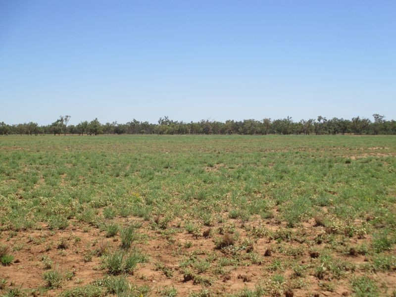 ‘Riverview, Charleville QLD 4470