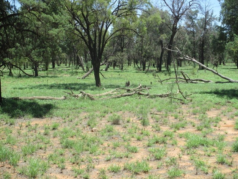 ‘Riverview, Charleville QLD 4470
