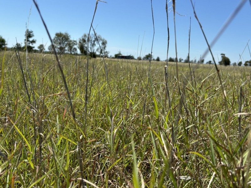 33 Abbey Road, Roma QLD 4455