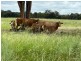 351 Hannaford Road, Hannaford QLD 4406