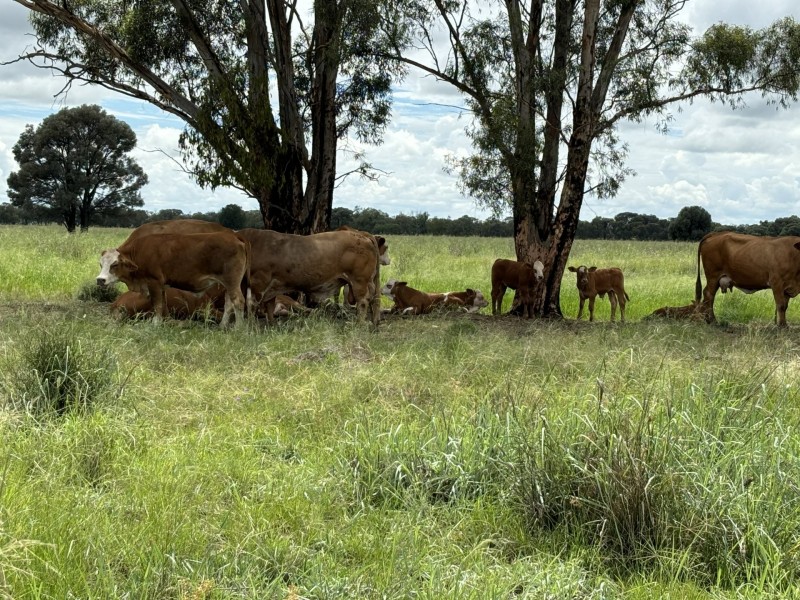 351 Hannaford Road, Hannaford QLD 4406