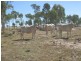 Carnarvon Highway, Injune QLD 4454