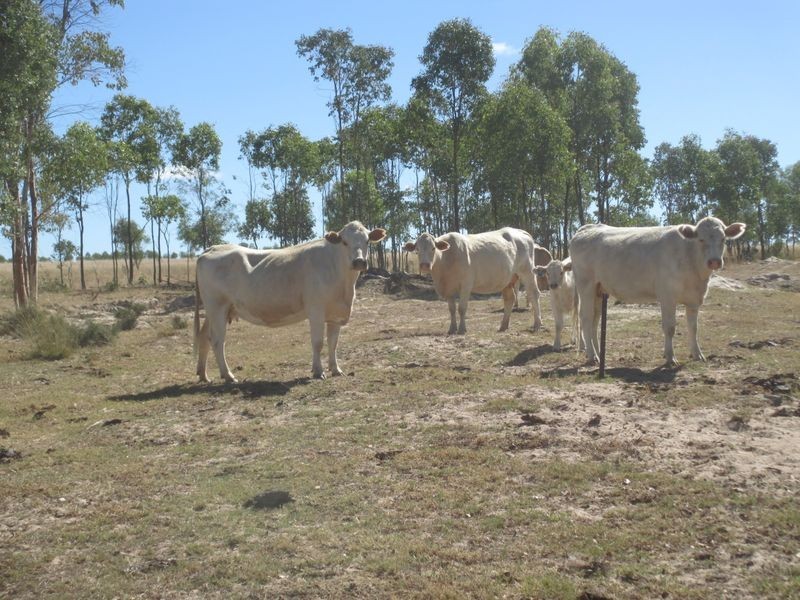 Carnarvon Highway, Injune QLD 4454