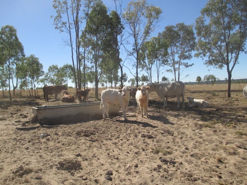 Carnarvon Highway, Injune QLD 4454