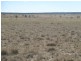 Carnarvon Highway, Injune QLD 4454