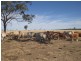 Carnarvon Highway, Injune QLD 4454