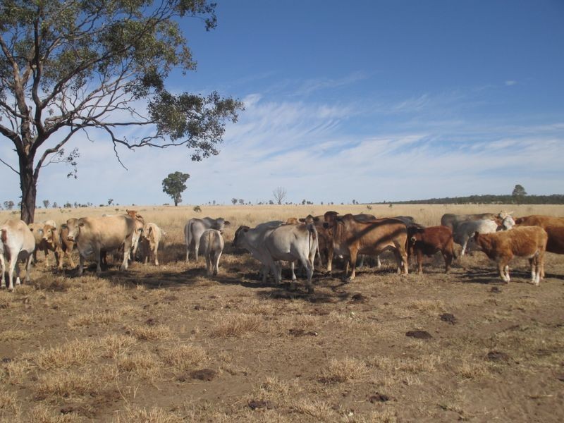 Carnarvon Highway, Injune QLD 4454