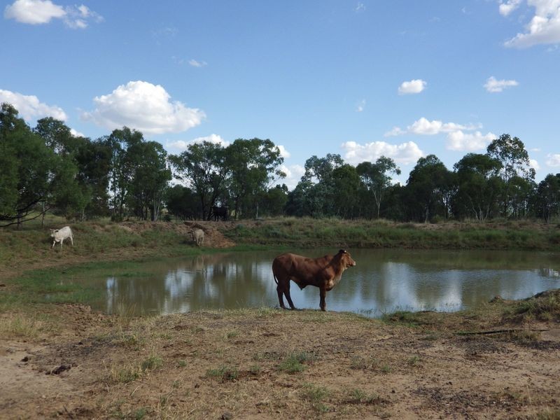 ‘Proston’ Carnarvon Highway, Injune QLD 4454