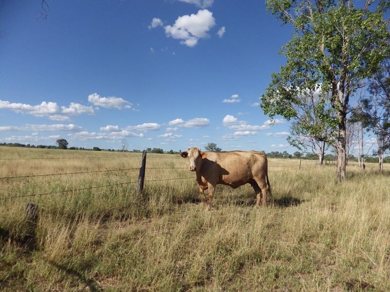 ‘Proston’ Carnarvon Highway, Injune QLD 4454