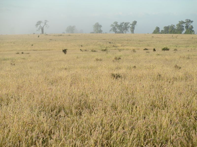 849 Gunnewin East Road, Roma QLD 4455