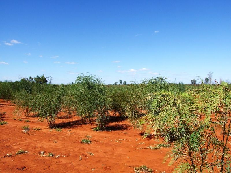 LOT 30 ALBERT PARK ROAD, Charleville QLD 4470