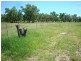 202 COOLABAH STREET, Charleville QLD 4470