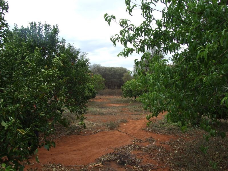 99 RED LANE, Charleville QLD 4470